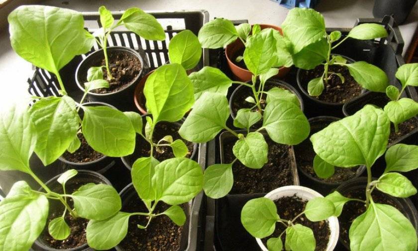 О рассаде баклажанов: выращивание и уход в домашних условиях и открытом грунте