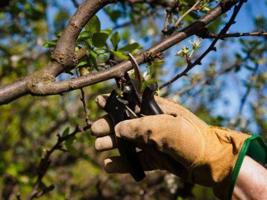 Посадка вишни весной и осенью: как сажать дерево правильно, выбор саженца для тёплых и холодных регионов, почему посадить надо вовремя