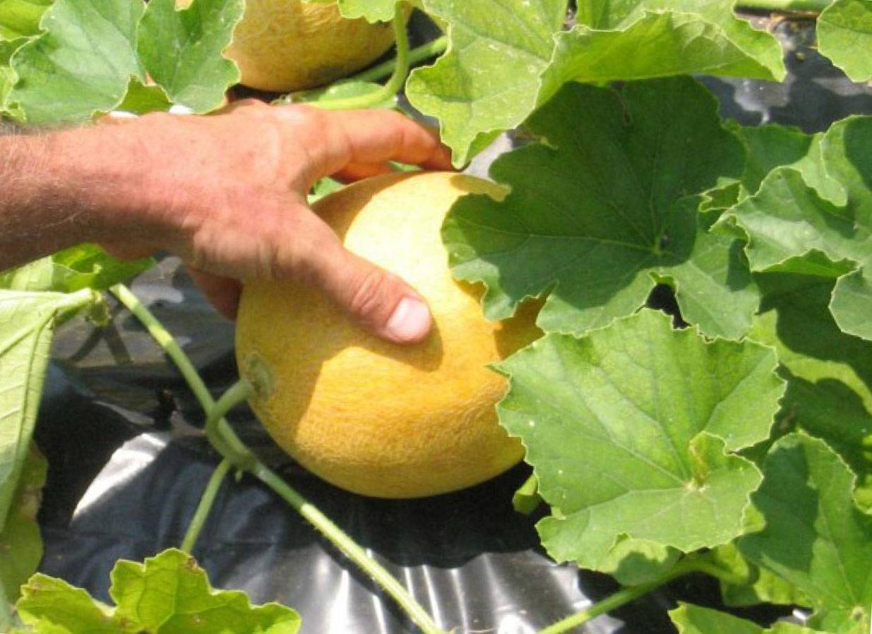 Как вырастить арбузы и дыни в теплице – все работы от посева до сбора урожая