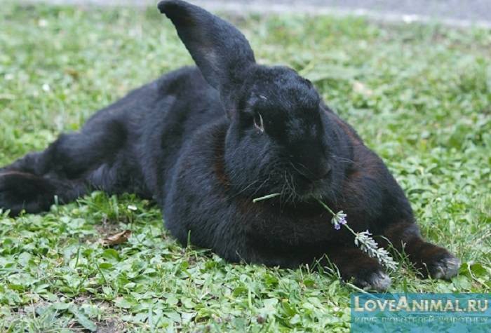 У кроликов отказывают задние лапы — что делать: почему, причины паралича
