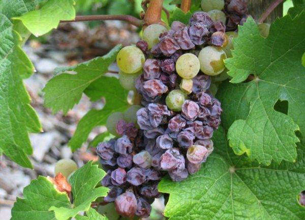 Лечение и эффективные методы борьбы с краснухой винограда
