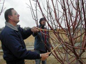 Уход за молодыми вишнями – как повысить урожай в 1,5-2 раза