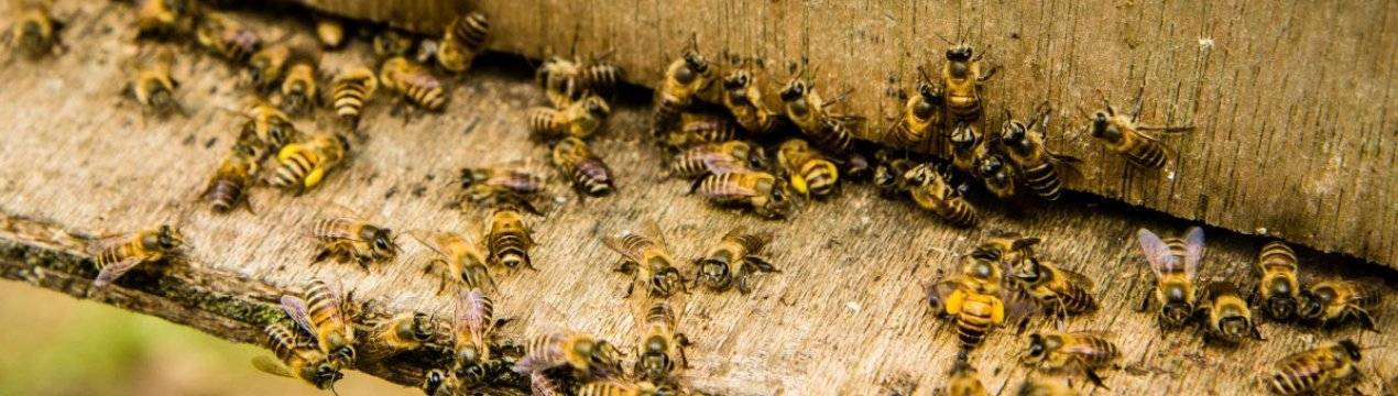 Муравьиная кислота в пчеловодстве: для чего применяется, фармакологические свойства, обработка пчел осенью, советы пасечников