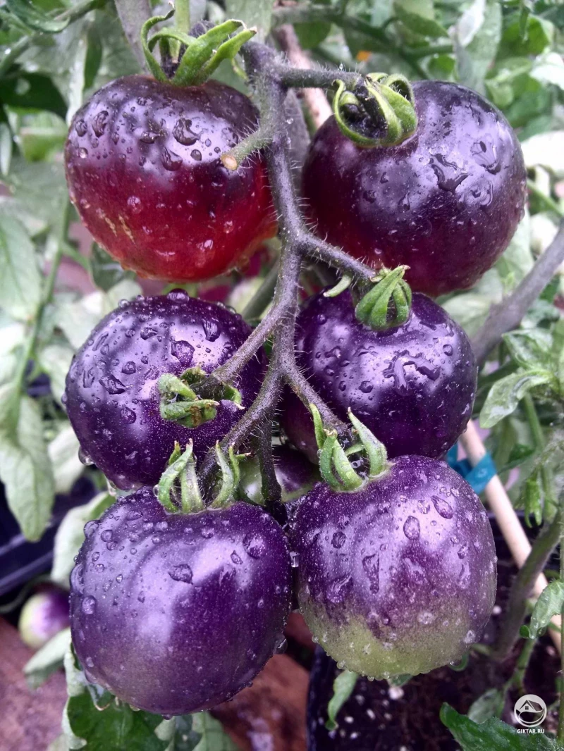 Томат "дикая роза": характеристика и описание сорта, рекомендации по выращиванию помидоров