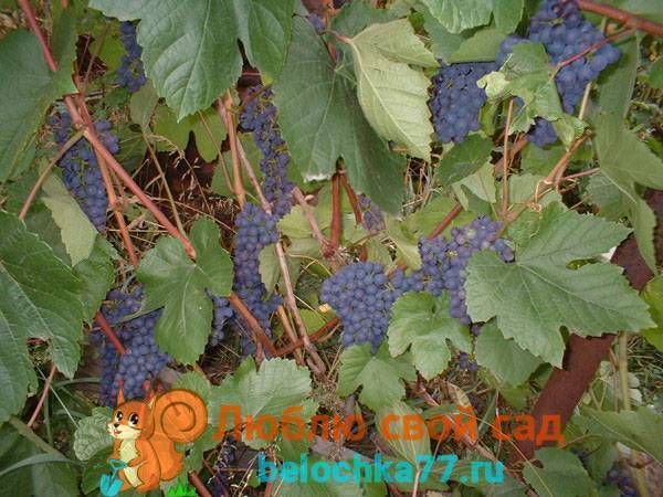Посадка винограда саженцами весной