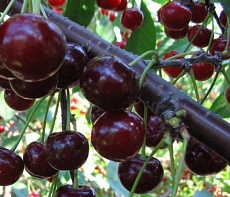 Церападус и падоцерус — гибриды черемухи и вишни