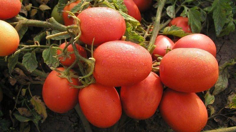Выращивание помидоров в открытом грунте: особенности посадки и уход за томатами для получения большого урожая хороших высокорослых томатов, какой сорт лучше выбрать?