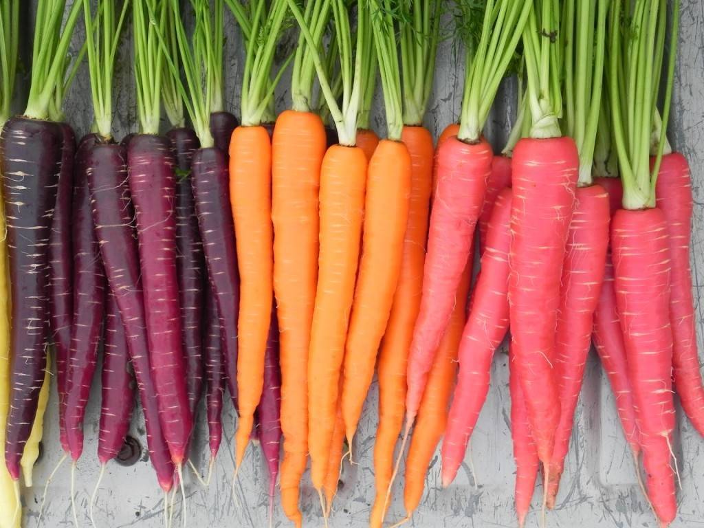 Выбираем сорта моркови