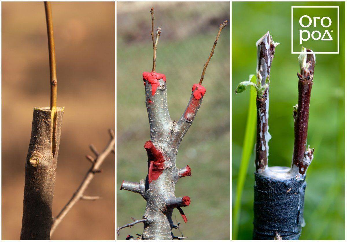 О прививке плодовых деревьев весной и летом: советы начинающим садоводам