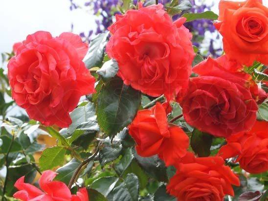 Выращивание сорта плетистых роз маритим: условия содержания, уход для цветения