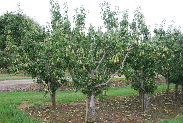 Посадка яблонь весной расстояние между деревьями. основная схема посадки яблонь