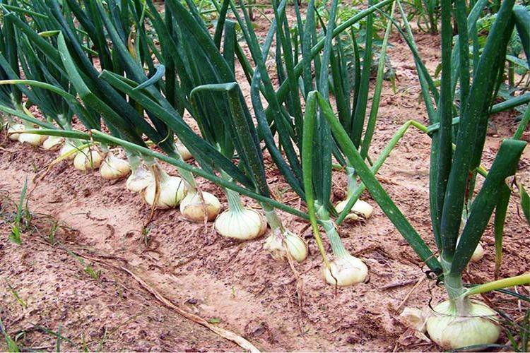 Когда и как сажать лук-севок в открытый грунт весной 2020
