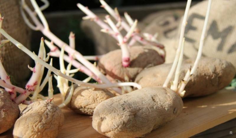 Как подготовить, обработать и прорастить клубни картофеля перед посадкой