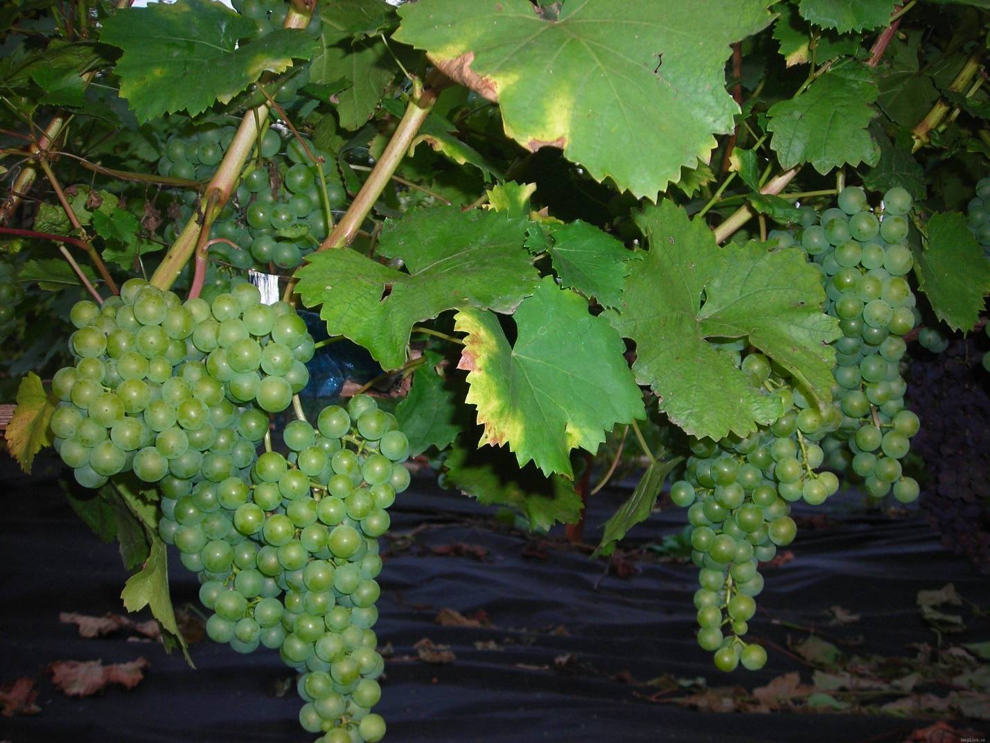 Описание сорта и характеристики винограда сорта цитронный магарача, выращивание