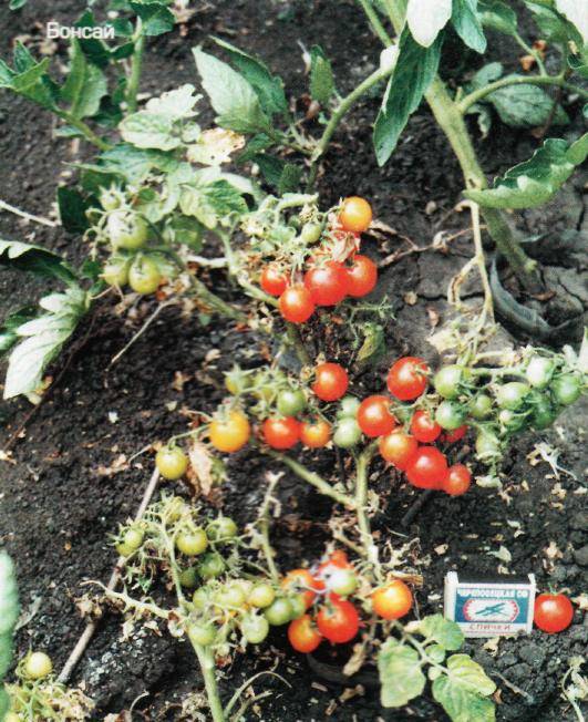Сорт томата «джина тст»: описание, характеристика, посев на рассаду, подкормка, урожайность, фото, видео и самые распространенные болезни томатов
