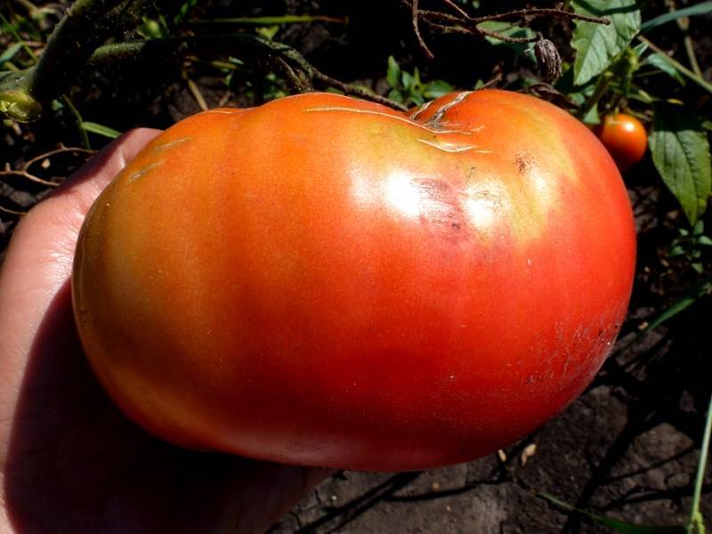 Как посадить и вырастить томат «король королей»