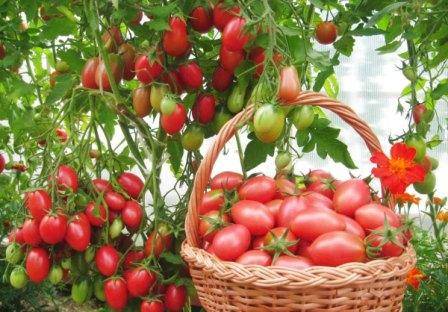 Способы удобрения рассады йодом. применение йода для рассады помидор