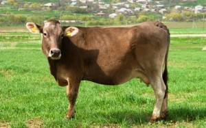 Джерсейские коровы – некрупная высокопродуктивная порода