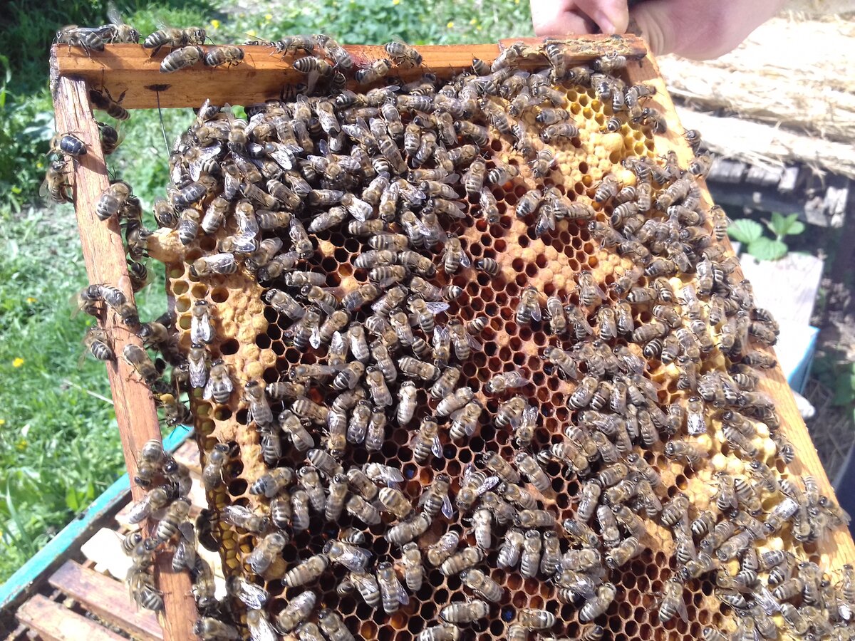 Жизнь пчелиного гнезда, строение, функции, условия