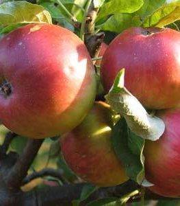 Яблоня жигулевское: особенности сорта и ухода