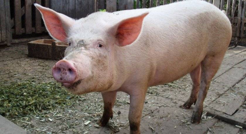 Как зарезать свинью? технология убоя свиней и разделки туши
