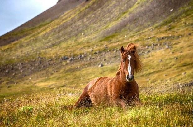 Срок жизни лошадей: сколько в среднем продолжительность жизни коня