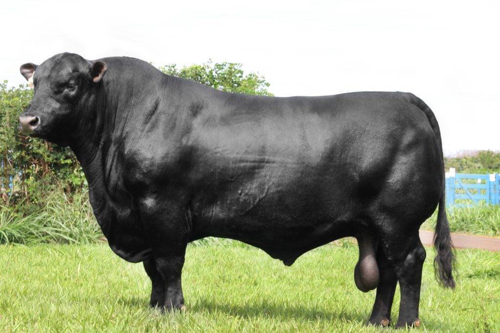 Порода коровы «абердин-ангусская»: особенности ухода и продуктивность