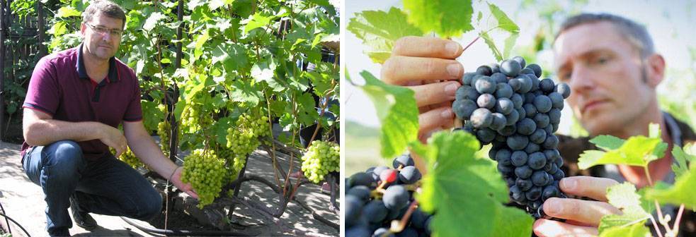Какой мороз выдерживает виноград весной без укрытия — сколько градусов