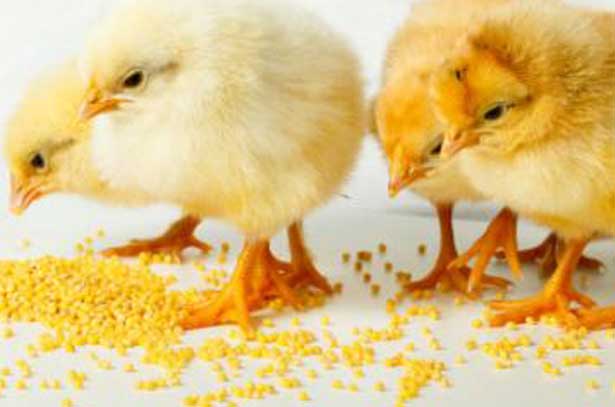 Чем кормить цыплят: кормление в домашних условиях