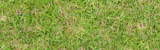 Когда уже лужайка позеленеет: через сколько всходит газонная трава после посева и можно ли ускорить этот процесс?