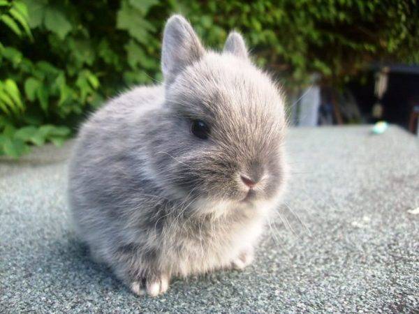 Сколько живут кролики - продолжительность жизни кроликов домашних пород