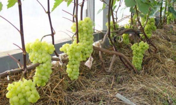 Как правильно вырастить виноград: посадка и уход в открытом грунте