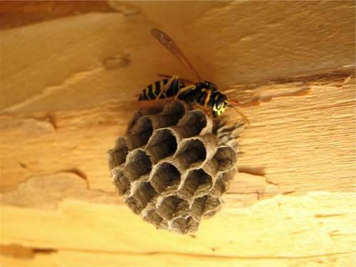 Дикий мед от лесных пчел: как отличить от подделки, где и как собирают, свойства