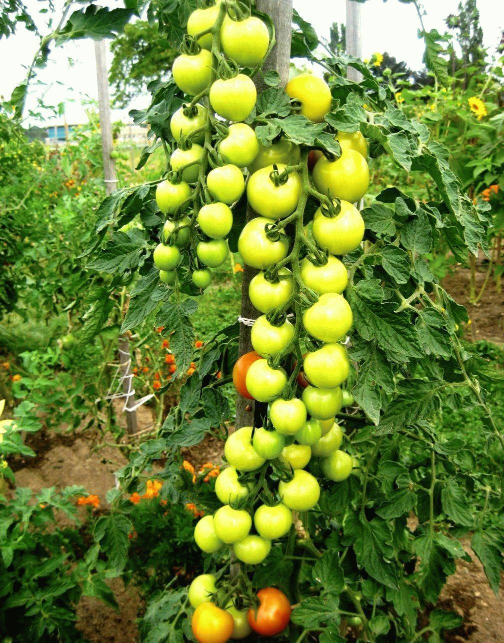 Низкорослые сорта томатов для открытого грунта: описание и характеристики