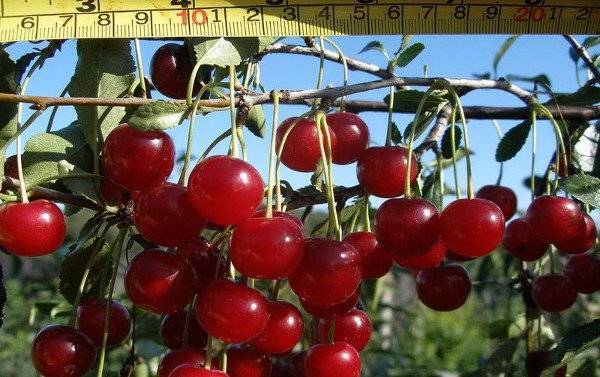 Сорт вишни вянок: описание и фото, характеристики и агротехника