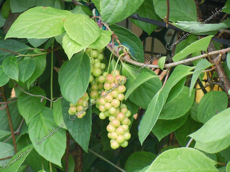 Лимонник китайский: посадка и уход, выращивание в открытом грунте