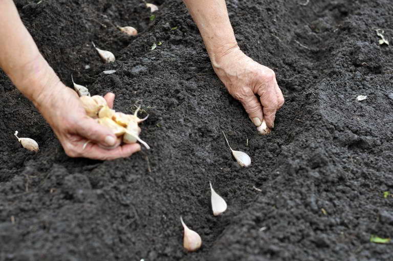 Посев ярового чеснока весной зубками и бульбочками: сроки и правила посадки