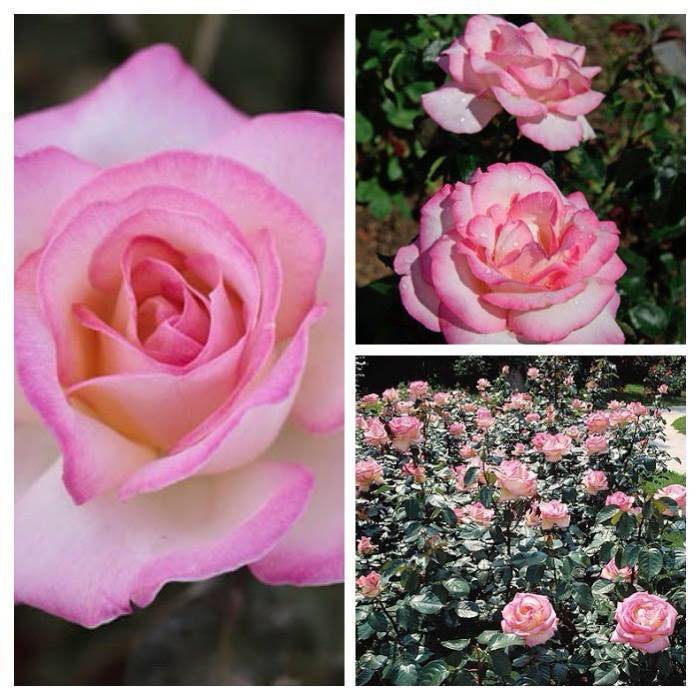 Роза принцесса монако: описание с фото, уход, а также альтернативные названия с приставками шарлен, грейс и иными, которые даны представившей цветок фирмой мейян