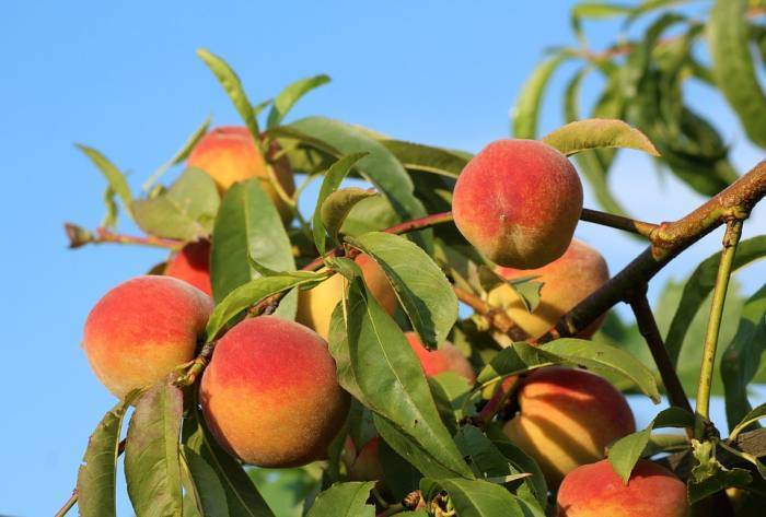Технология посадки персика — как правильно вырастить дерево из черенка и семечки