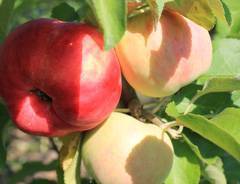 О яблоне Исеть Белая, описание позднего сорта, характеристики, как сажать