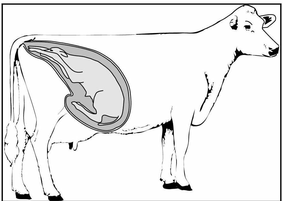 Помощь при патологических родах коров, сущность и специфика оперативного акушерства - помощь при патологических родах коров