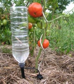 Как правильно поливать помидоры в теплице и в открытом грунте, и как часто это делать