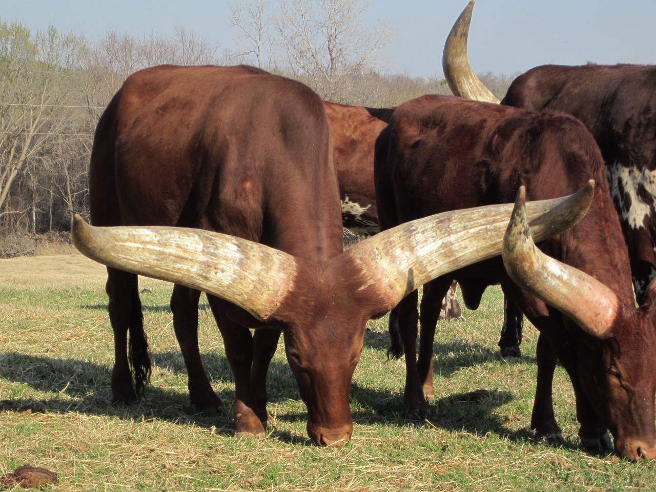 Способы убоя крупного рогатого скота в мире | россельхоз.рф