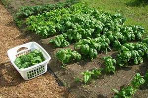 Как вырастить шпинат в открытом грунте: секреты посадки и ухода за полезной зеленью
