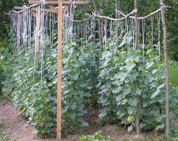 6 способов подвязки огурцов в теплице: как правильно выращивать растение