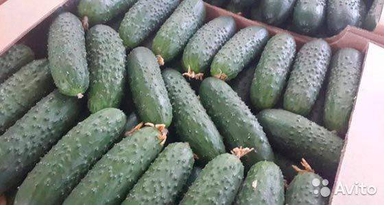 Характеристики и особенности выращивания гибридного сорта огурцов «бьерн f1»