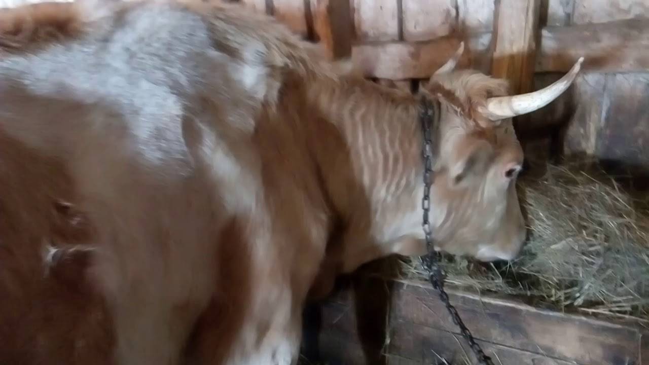 Запуск коровы: как правильно запустить ее зимой перед отелом? как запускать в домашних условиях, если она не убавляет количество молока?