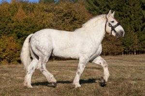 Самые большие лошади в мире (34 фото): крупные породы. какие кони в россии самые огромные? гигант из «книги рекордов гиннеса»