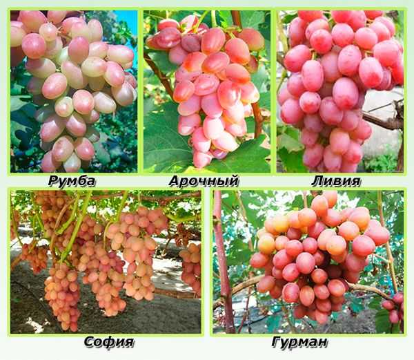 Ранние сорта винограда: характеристики и описание, отзывы