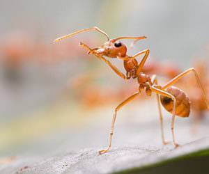 Народное средство от муравьев. как вывести муравьев в квартире и на участке